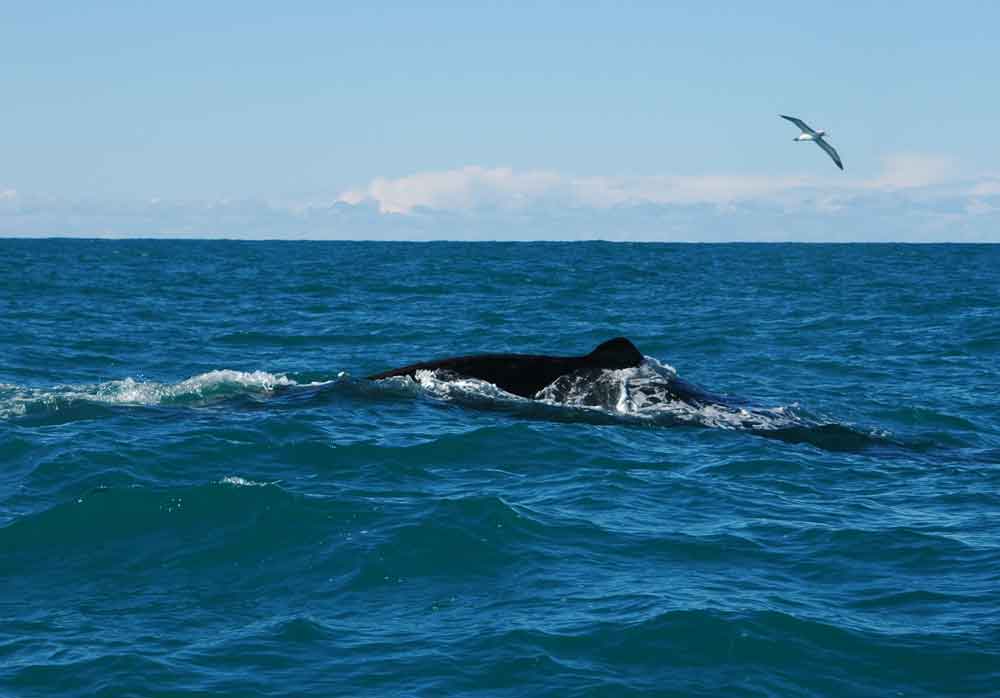 Ballena - Kaikoura - Nueva Zelanda 1.jpg